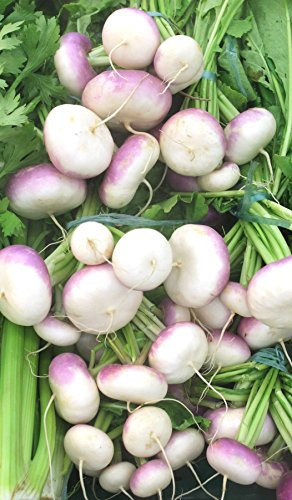 Seedeo® Mairübe Di Milano a colletto viola (Brassica rapa L. var. rapa) 200 Samen