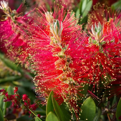 Callistemon Bush 'Bottlebrush' Plant, Callistemon Laevis | Bee-Friendly & Drought-Tolerant | Vibrant Red Flowers | Hardy Outdoor Garden Shrub (9cm Pot, 20-30cm)