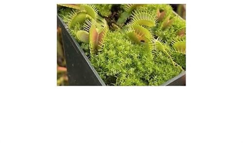 Stk - 5x Dionaea muscipula Carolina Beach Venusfliegenfalle Samen B1222 - Seeds & Plants Shop by Ipsa