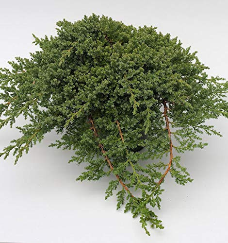 Japanischer Kriechwacholder 15-20cm - Juniperus procumbens - lebende Gartenpflanze aus den Baumschulen