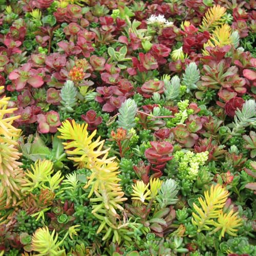 Carbeth Plants 18 x Sedum Stonecrop Plant Mix in 9cm Pots - Mixed Varieties - Low Maintenance Outdoor Succulents