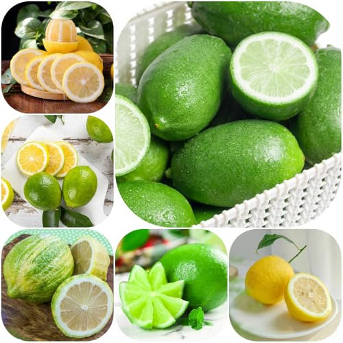 semillas de limonero - en espaldera exótico extraño Limonero variedades antiguas jardín jardineros de jardín rocas invernaderos 500pcs
