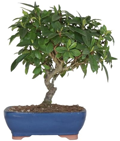 KENTIS - Bonsaiträd Från Japan Gardenia Augusta - Original Japanska Bonsaiträd - Riktiga Växter Tillverkad I Japan - Keramikkruka - H 35-40 cm Kruka Ø 21 cm