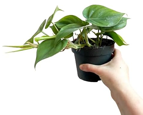Philodendron Scandens - Natural Planta de Interior con Hojas Colgantes