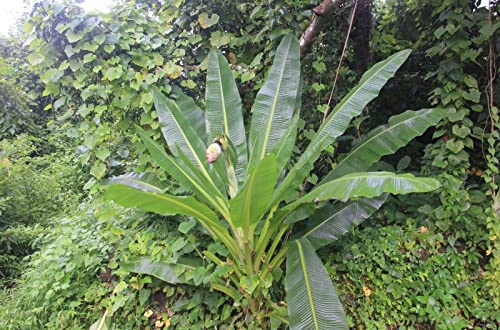 25 Graines de Bananier Ensete Superbum, Cliff Banana, Rock Banana Seeds: Seeds : Package Contatins seeds