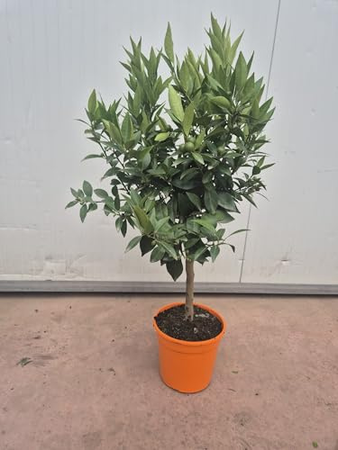 Mandarinenbaum Stämmchen Citrus reticulata 50-60 cm inkl. Topf | Zwerg-Mandarinenpflanze für Balkon Terrasse Wintergarten | Zitruspflanze dekorativ pflegeleicht duftend essbare Früchte