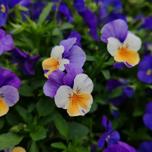 viola pensiero giardino varietà antiche interno decorazioni 1000semi
