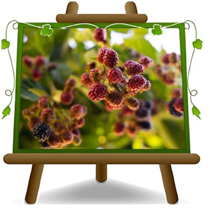 mûre rouge Plante fruitière vieux sur un pot de 26 - max 200 cm - 4 ans