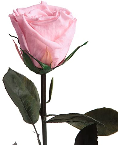 Ewige Rose Rosa einzeln mit Stiel - echte Rose konserviert 30-35cm lang haltbar 3 Jahre als Liebesgeschenke für Frauen zum Valentinstag - haltbare rosa Rosen beste Freundin Geschenke (Rosa)