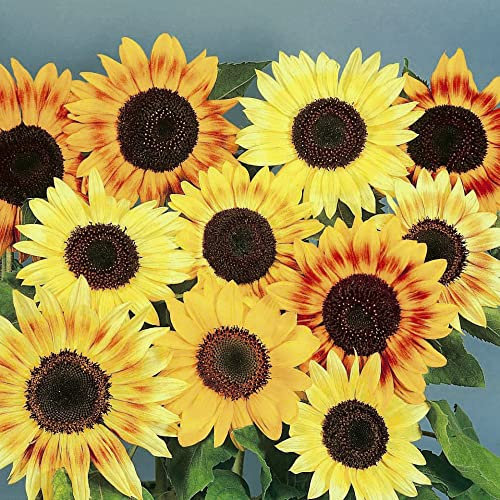 Dwarf Sunflower Helianthus annuus Seeds 'Music Box' Hardy Annual Yellow Mahogany Blooms Edible Seeds Easy to Grow Your Own Garden Flowers 1x Packet (Approx. 30 Seeds) by Thompson and Morgan