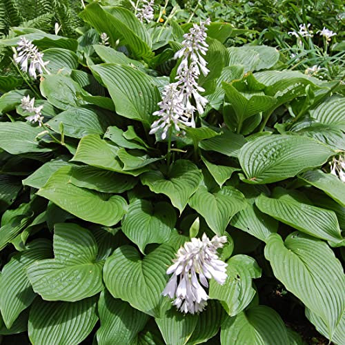 12 unità Hosta Sieboldiana - Hosta sieboldiana Vaso 9x9cm ±1 m² - Pianta con Foglie Grandi e Resistenti