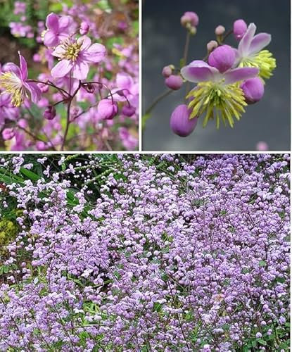 Lavender Mist Thalictrum Rochebrunianum) 15+ Seeds