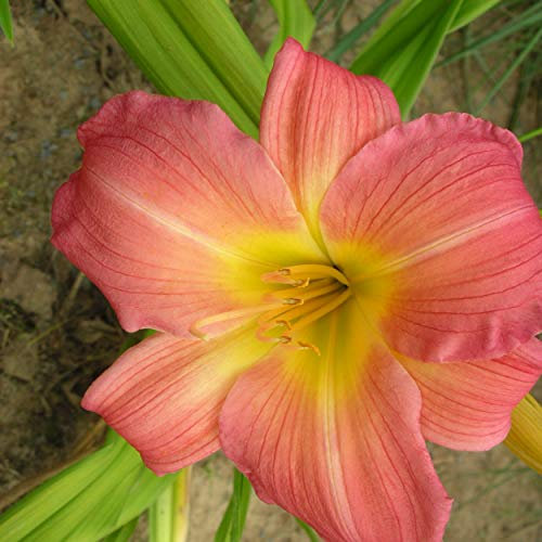Blumixx Stauden Hemerocallis Hybride 'Chinatown' – Taglilie, pfirsichrosa blühend, winterharte Staude, robust, für Garten