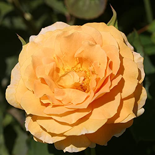 Heirloom Roses Rose Plant - Honey Perfume™ Orange Rose Bush, Floribunda Live Plant for Planting Outdoors
