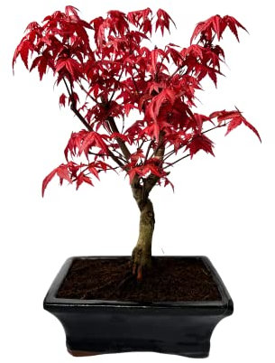 Bonsai DE - Bonsai baum Japanischer Fächerahorn - Acer (Ahorn) Deshojo bonsai bäume/Japanische Ahorne/mit roten Blättern/baum ist 30-45 cm hoch