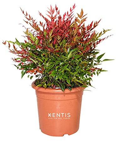 KENTIS - Set di Nandina Domestica Obsessed ® Piante Vere da Esterno Resistenti - H 40-60cm Vaso Ø 24cm