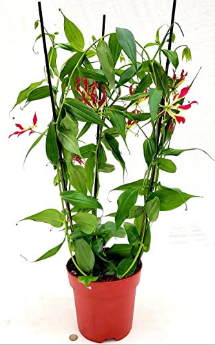 POWERS TO FLOWERS - GLORIOSA, GIGLIO, VASO 20CM DIAMETRO, ALTEZZA 100CM, pianta vera