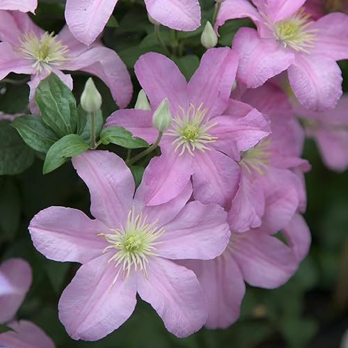 Plant Theory 60cm Cane Clematis Comtesse de Bouchaud Pink Flowering Vine Climbing Plant 3L Pot