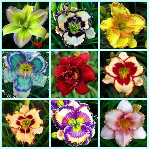 Mehrjährig Taglilien, (/Stauden/Staude/) Botanik Kollektion, Pflegeleicht, BlüHend, Hemerocallis, Winterhart, Beste Sorte, 10Zwiebeln-A