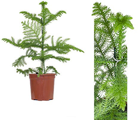 1x Zimmertanne in verschiedenen Groessen - 60cm - Norfolktanne, Araukarie, Araucaria heterophylla - Zimmer Pflanze, Tanne im Topf - immergrüe Schmucktanne/Nadelbaum