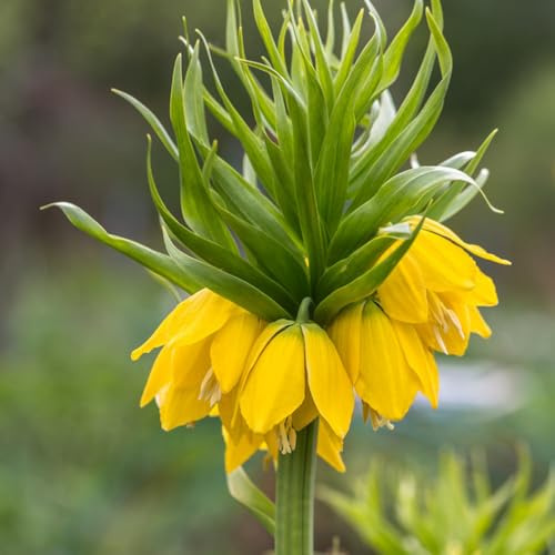 Bulbos de la Corona Imperial, jardín de mariposas resistentes para el jardín perennes resistentes para lugares soleados 12pcs