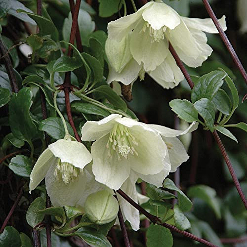 Clematis cirrhosa 'Wisley Cream' in a 9cm Pot