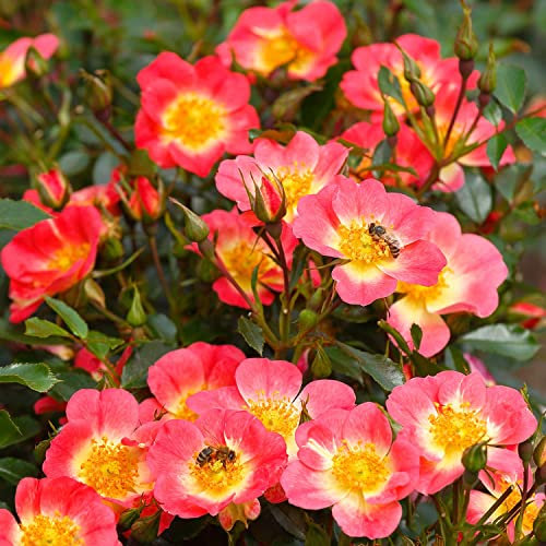 Beetrose Bienenweide® - der Bienenmagnet (Bicolor - 4 Liter Topf)