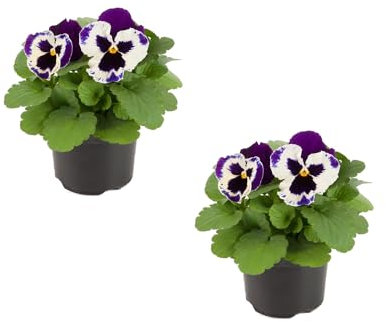 Pack de DOS Pensamiento Plantas Naturales de Invierno y Otoño