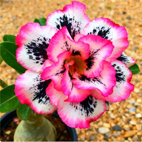Raro Perenne Rizoma Di Rosa del Deserto, Resistente All'Inverno, Facile Da Coltivare, Grande Formato, Perfetta Idea Regalo, Facile Da Pulire-1 bulbi-I