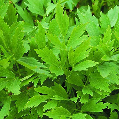 Lovage Seeds 200+ Common Herb Heirloom Perennial by OrginBud