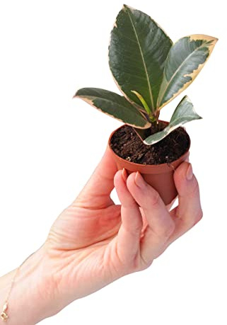 PLNTS - Baby Ficus Tineke (Feigen) - Zimmerpflanzen, Pflanzen Echt, Nachhaltige Verpackung Gummibaum- 6cm Topf - Höhe 15cm - Direkt von der Gärtnerei