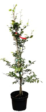 Fagus sylvatica 80-100 cm – Winterhart, Mehrjährig, Pflegeleicht – Rotbuche – Heckenpflanze für Garten & Sichtschutz