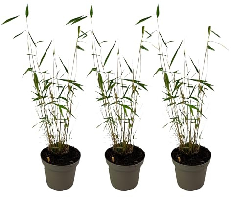Plant in a Box - Fargesia papyrifera 'Blue Dragon' - Bamboo - Satze von 3 - Topf 13cm - Höhe 30-40cm