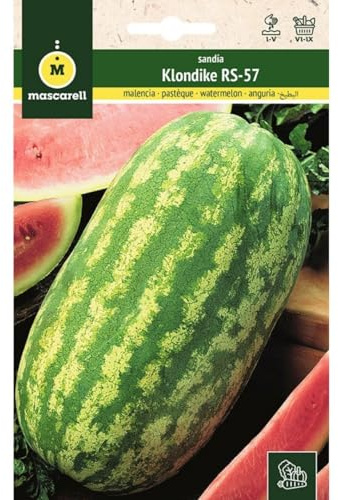 Mascarell Semillas, SANDÍA, Semillas Huerto, SANDÍA KLONDIKE RS-57, Crea tu Propio Huerto Urbano y Cultivo en Casa, Plantas Hortícolas, 5 Gramos