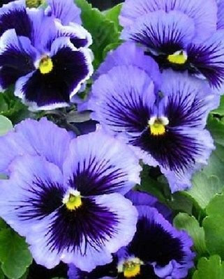 50 Semi Viola del pensiero Frizzle Sizzle bleu
