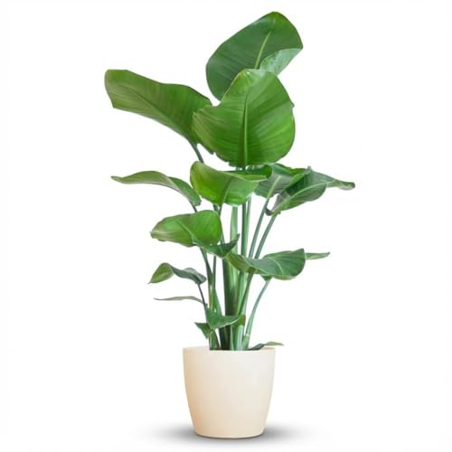 Green boutiQ - Plante d'intérieur - Oiseau du paradis - Strelitzia Nicolai - Vert - Entretien facile - 1 Plante - avec Pot Blanc - Pot 21cm - Hauteur 80-90cm