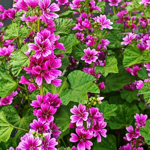 semi di malva, resistente - decorative balcone giardino 350pcs