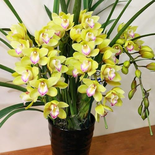 Rizoma de Cymbidium -Versátil, Delicado, Elegante, Natural, Robusto, para Interiores y Exteriores-3 Rizoma