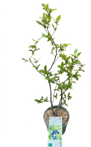 Pianta di Mirtillo Gigante Su vaso, 1 Pianta MODIPITRE