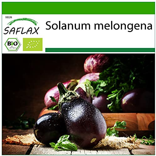 SAFLAX - BIO - Melanzana - Black Beauty - 25 semi - Solanum melongena