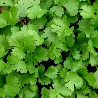 MAELSA® GRAINES EN SACHET POUR POTAGER ET JARDIN - SEMENCES D'AROMATES DIVERS VARIETES (CORIANDRE)