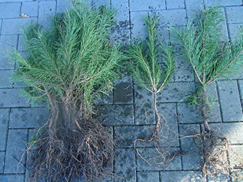 50st. Kiefer Pinus sylvestris 30-60cm Waldkiefer Wurzelware Forstpflanzen Nadelgehölze