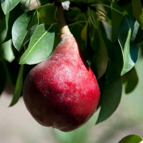 150samen birnenbaum winterhart - säulenobstbäume obstbäume kaufen spalierobst topfpflanzen pflanztopf balkon obstbaum balkonpflanzen balkon hochbeet exotische
