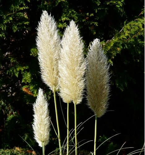 24er-Set Majestätisches Pampasgras - Cortaderia Selloana: Garten-Gigant im 9x9cm Topf.