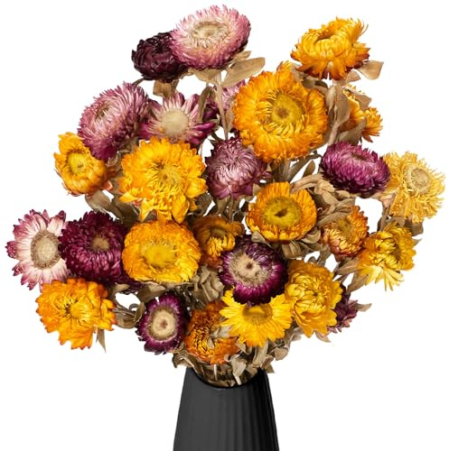 Gipizi Chrysanthemen Getrocknete Gänseblümchen Blumen Bouquet, 30pcs Gelbe Gänseblümchen Getrocknete Sonnenblumen, Natürliche Chrysanthemen Trockene Blumenarrangements für Hochzeit (Gelb--Lila)