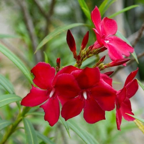 100pcs Red Oleander Flower Seeds