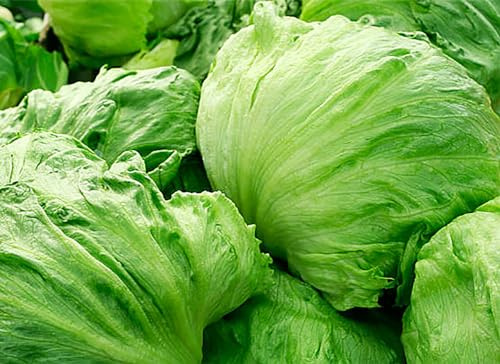 Iceberg Lettuce Seeds - Fall Crop and Cool Season Planting