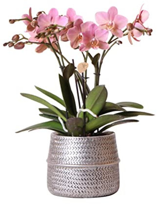 Kolibri Orchids | Rosa Phalaenopsis-Orchidee - Treviso im Groove-Topf silber - Topfgröße Ø12cm - 35cm hoch | blühende Zimmerpflanze im Blumentopf - frisch vom Züchter