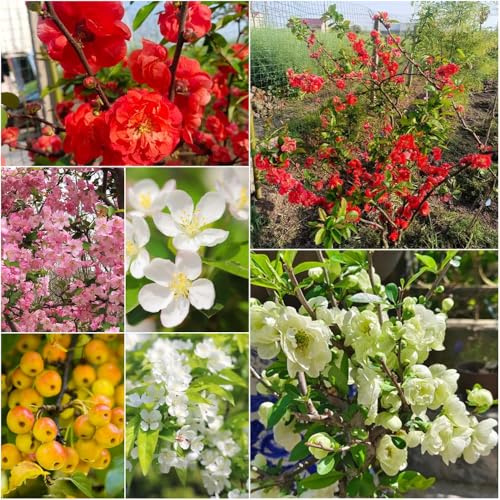 begonien - exotische balkonpflanzen winterhart wiesenblumen pflanzensamen balkon garten deko wildblumensamen mehrjährig winterhart 55samen