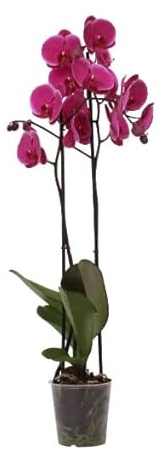 Orquídea Natural Planta de Interior Fácil de Mantener y Perfecta como Elemento Decorativo